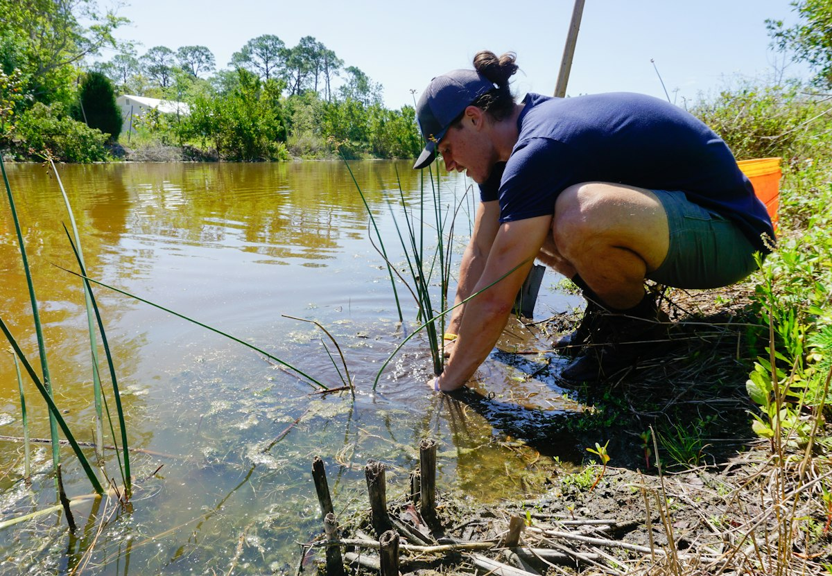 Field scientist collecting a water sample from a wetland pond